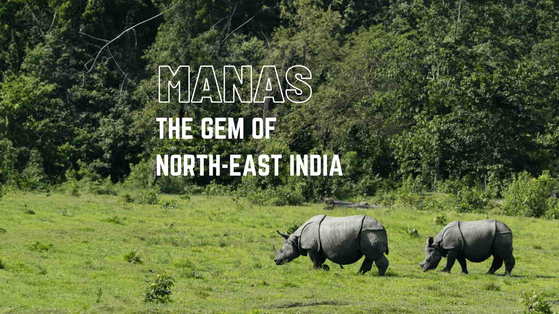 One-Horned Rhinoceroses in Manas National Park, Assam