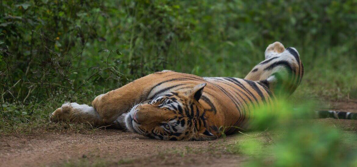 Panna Tiger Reserve, Best Wildlife Places to Visit in India