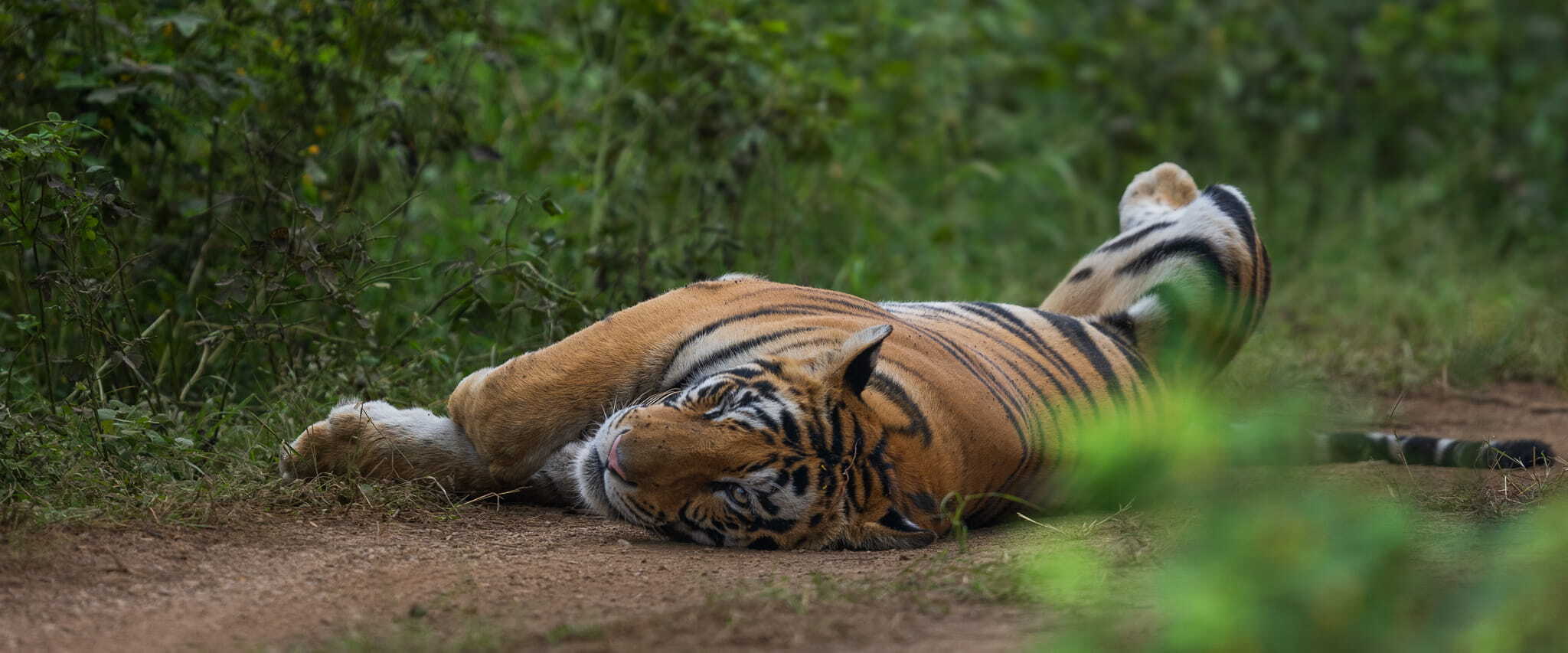 Panna Tiger Reserve, Best Wildlife Places to Visit in India