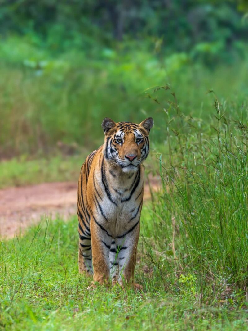Tiger appearing in Panna Tiger Reserve - Tour by World of Wild
