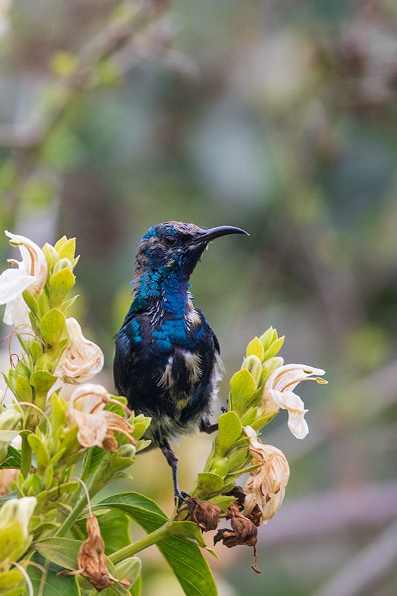 Purple Sunbird in Maldevta near Dehradun