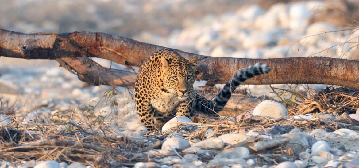 Rajaji National Park- Leopard