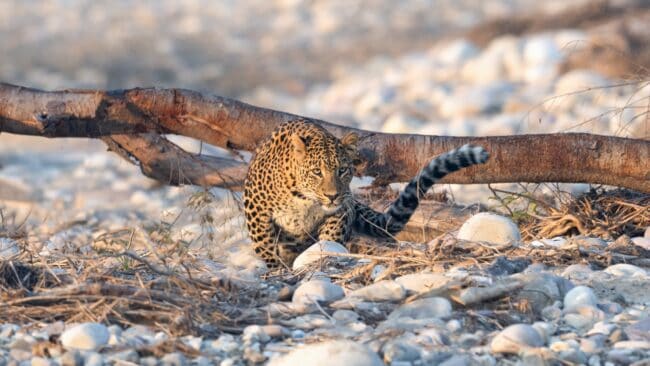 Rajaji National Park- Leopard