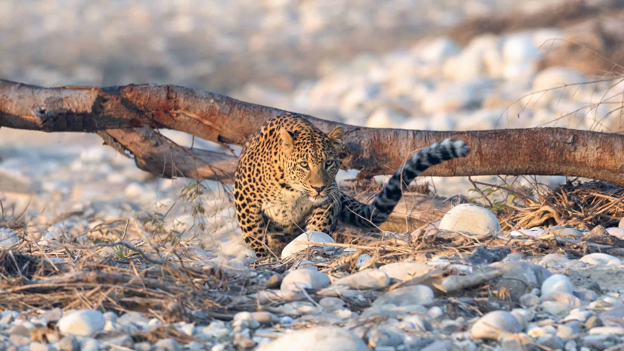 Rajaji National Park &ndash; Leopard