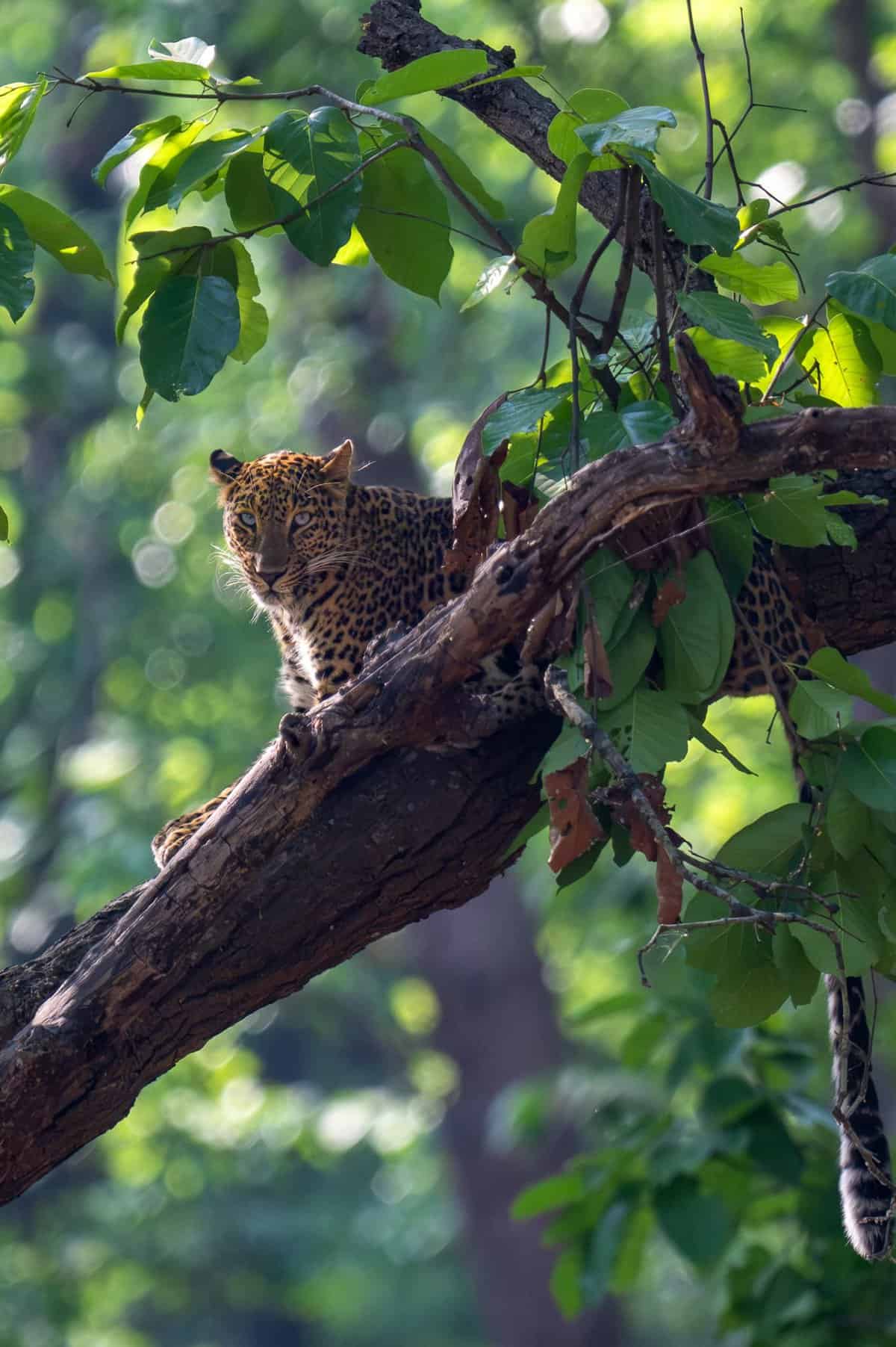 Leopard in Rajaji National Park near Dehradun