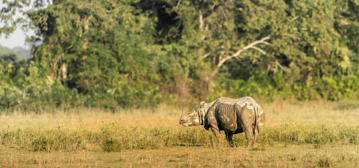 Greater One-Horned Rhino in India