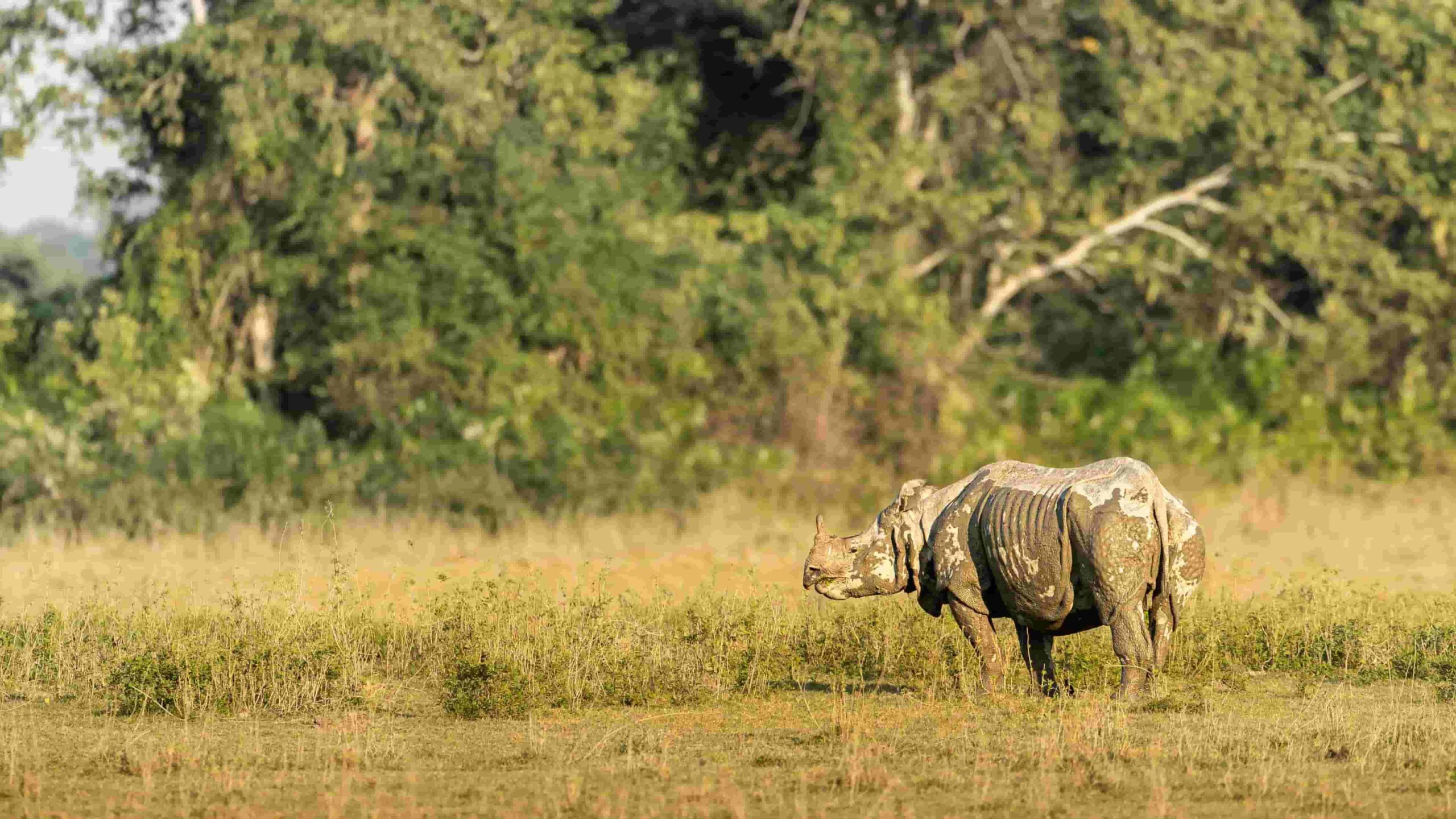 Kaziranga wildlife tour featuring the One-Horned Rhino