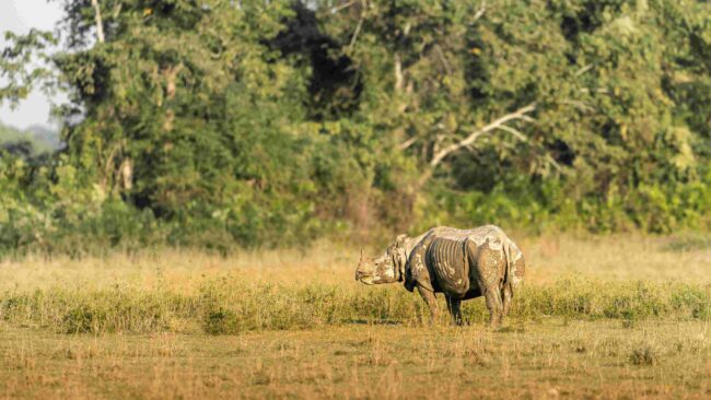 Greater One-Horned Rhino in India
