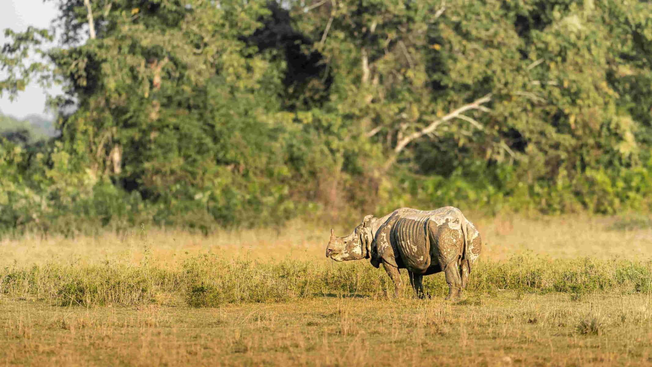 Greater One-Horned Rhino in India