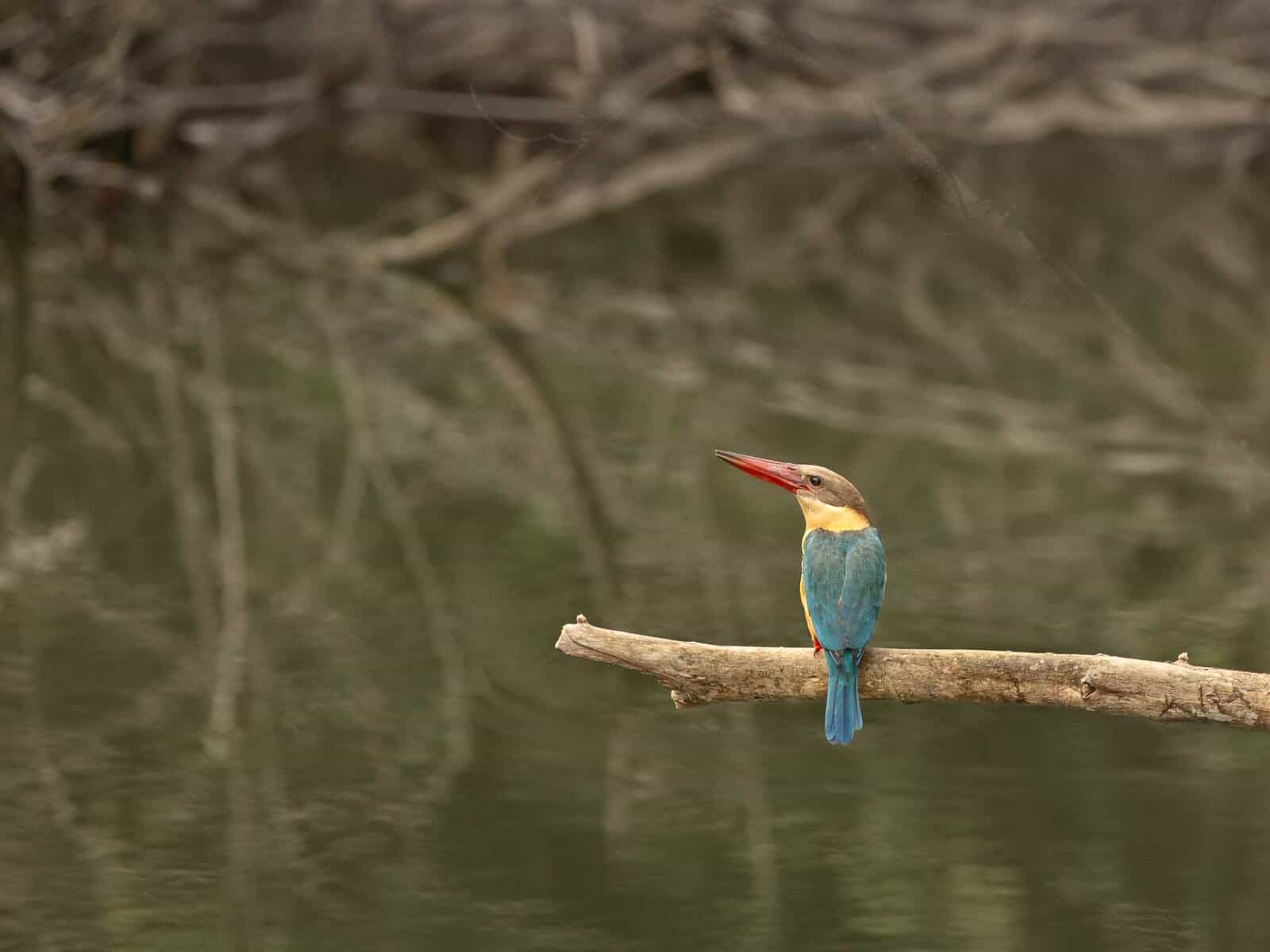 Storke-billed Kingfisher-Manas