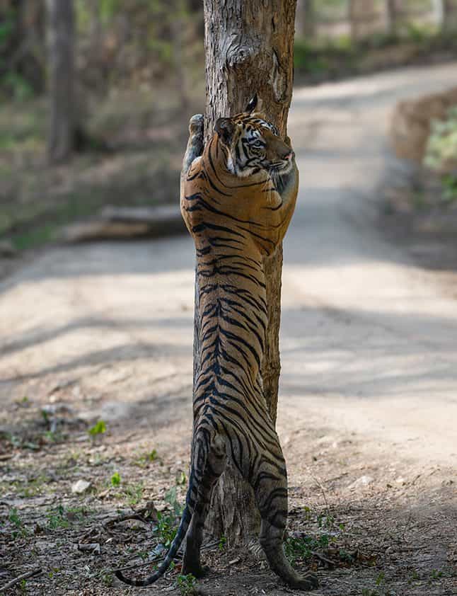 Tiger in Tadoba Tiger Reserve- Safari by World of Wild (WOW)