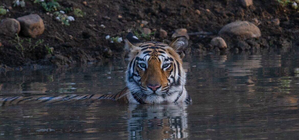 Tiger Safari in IndiaTadoba Tiger Reserve Safari -2025