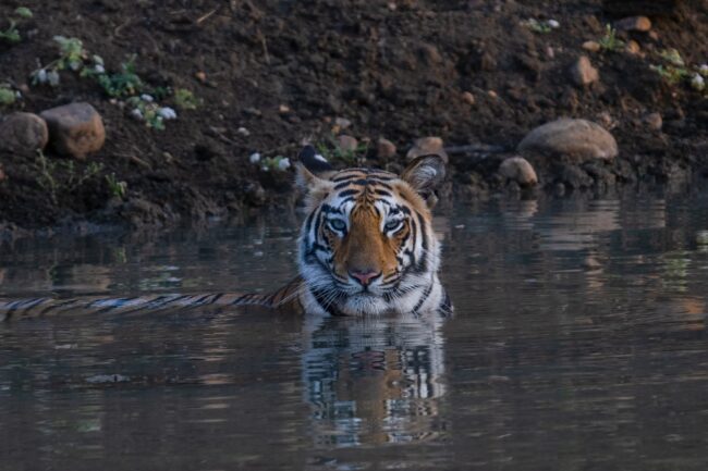 Tiger Safari in IndiaTadoba Tiger Reserve Safari -2025