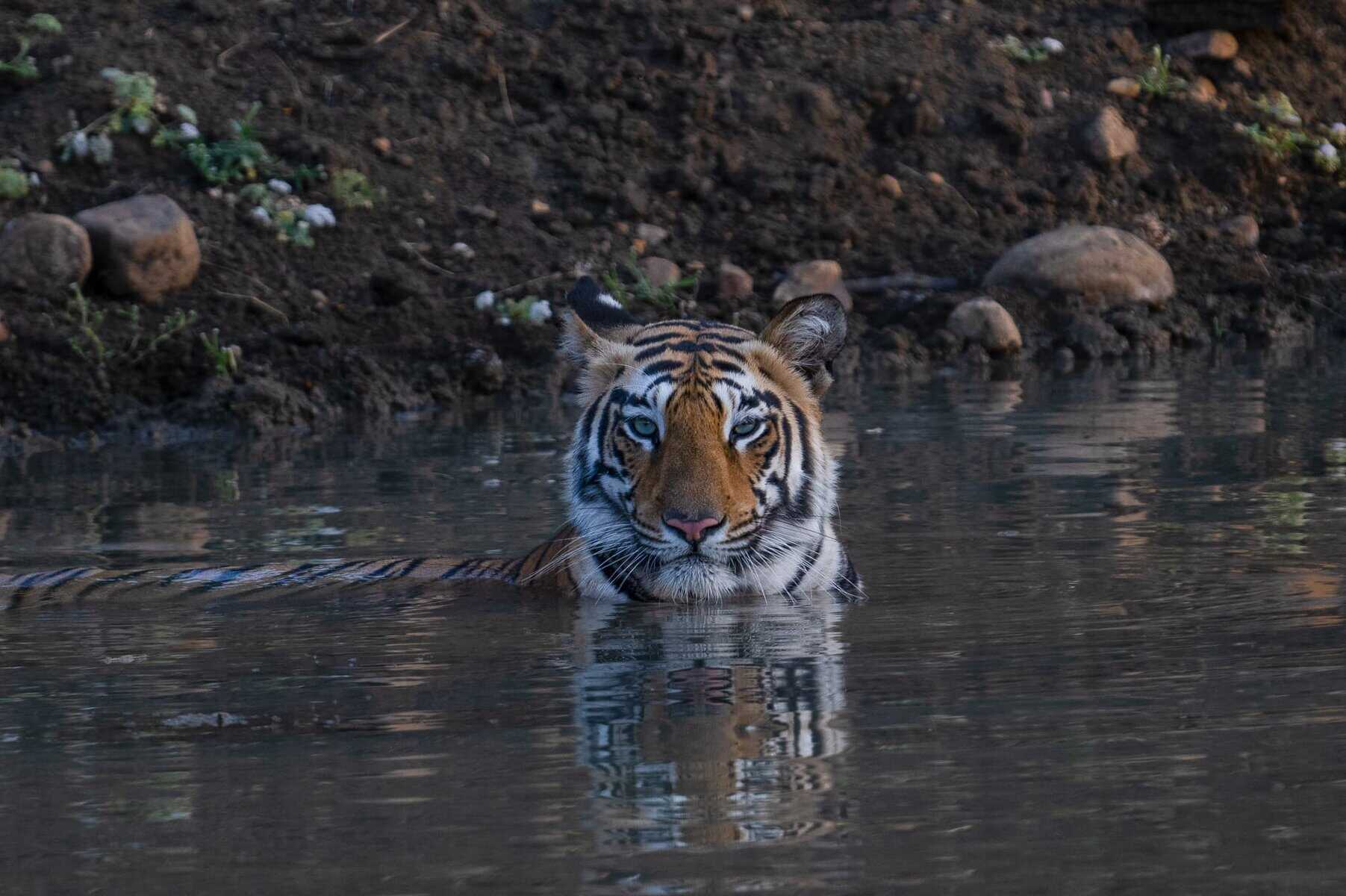 Tiger Safari in IndiaTadoba Tiger Reserve Safari -2025