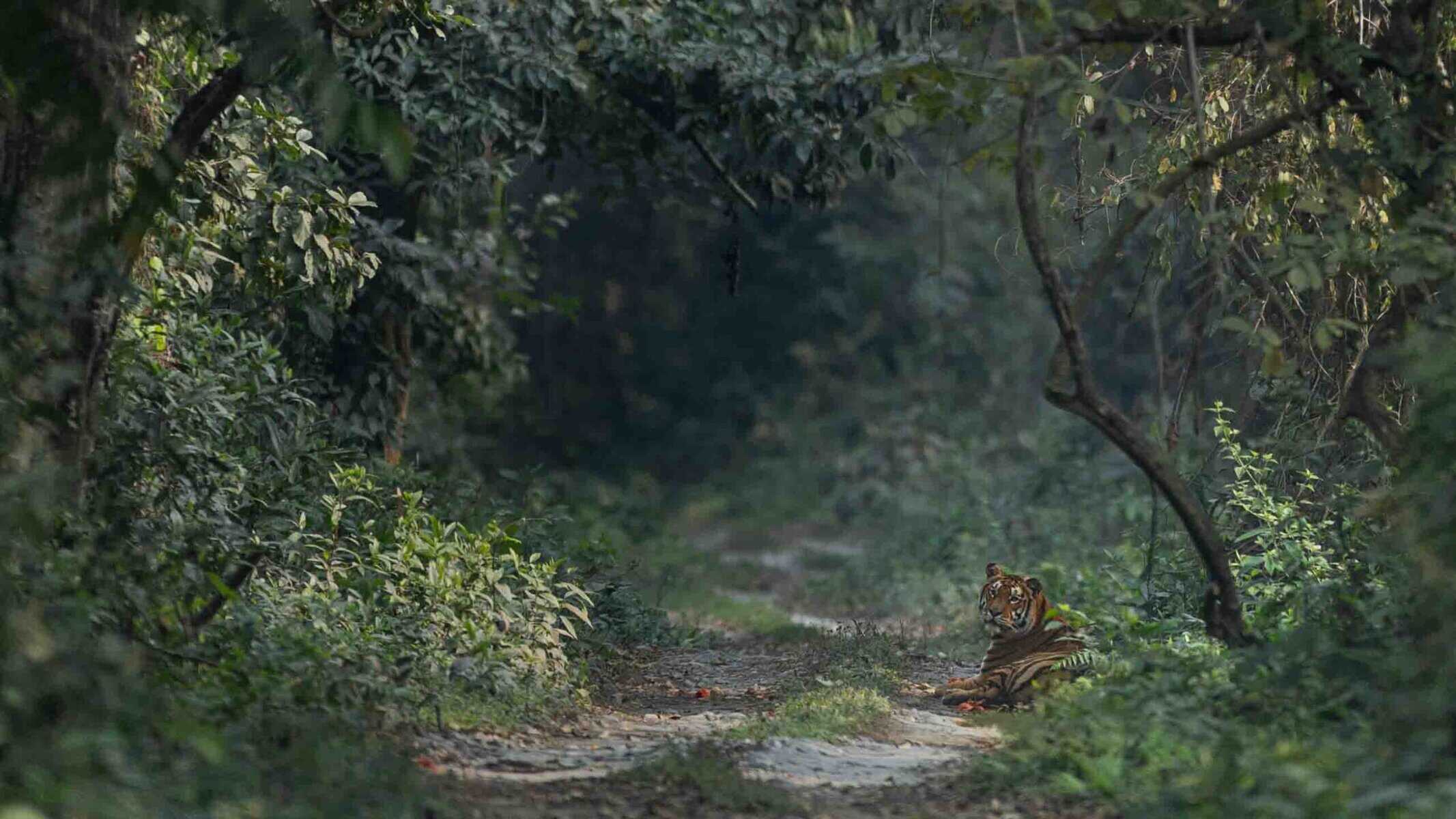 Tiger-in-Manas- February-2025