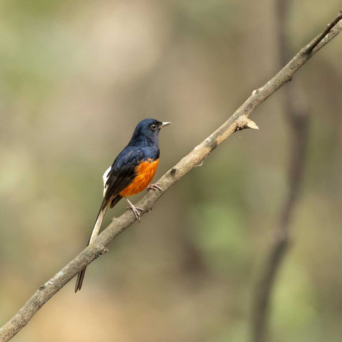 White-rumped Shama at Manas National Park