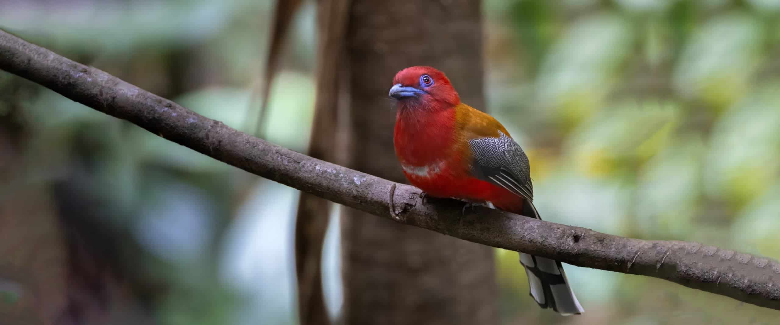 Red-headed Trogon