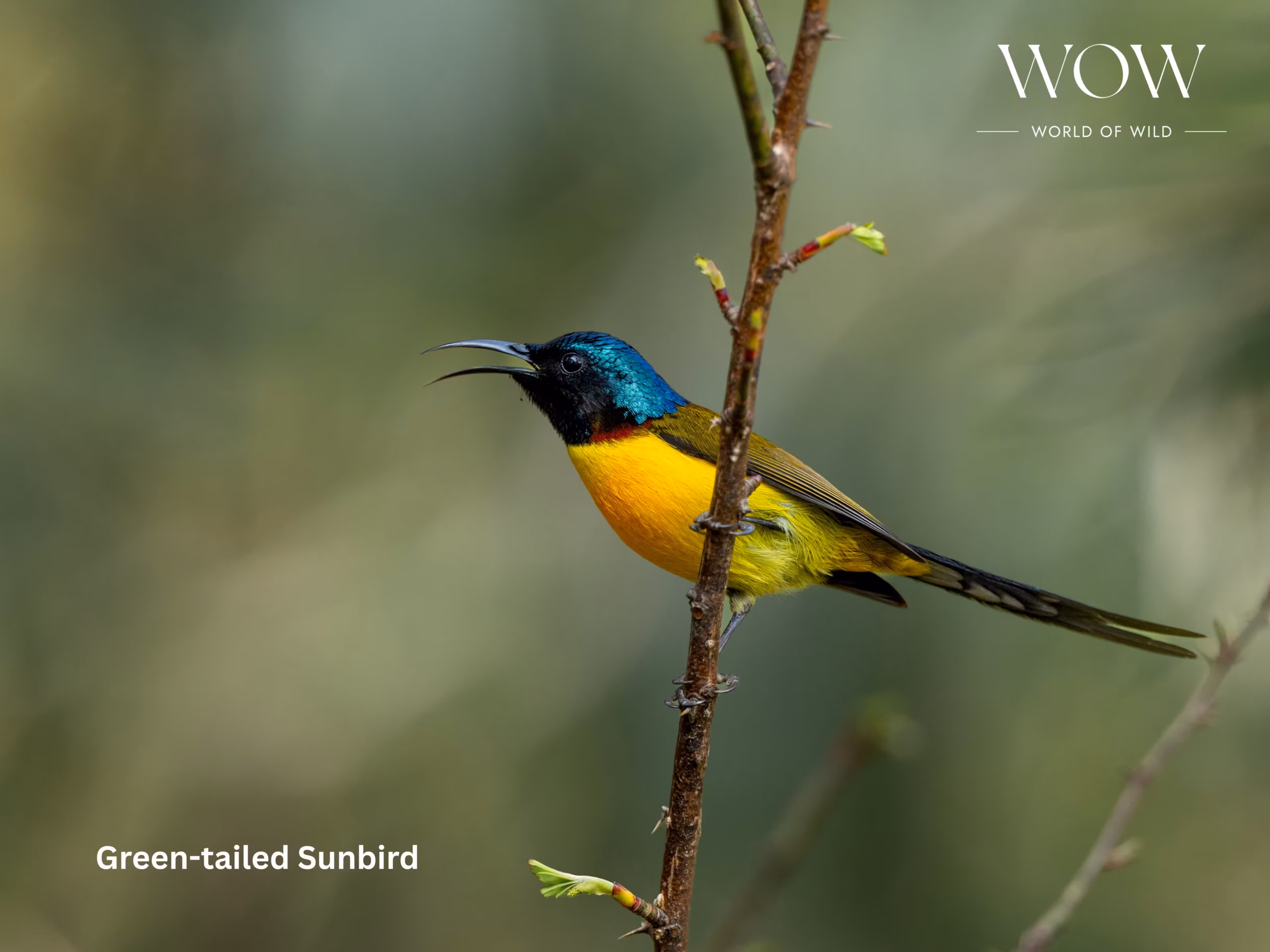 Green-tailed Sunbird perched in Khalia Top Munsiyari during Kaladhungi to Munsiyarti Birding Tour.
