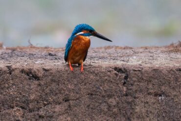 Storke-billed Kingfisher in Panna Tiger Reserve in 2025