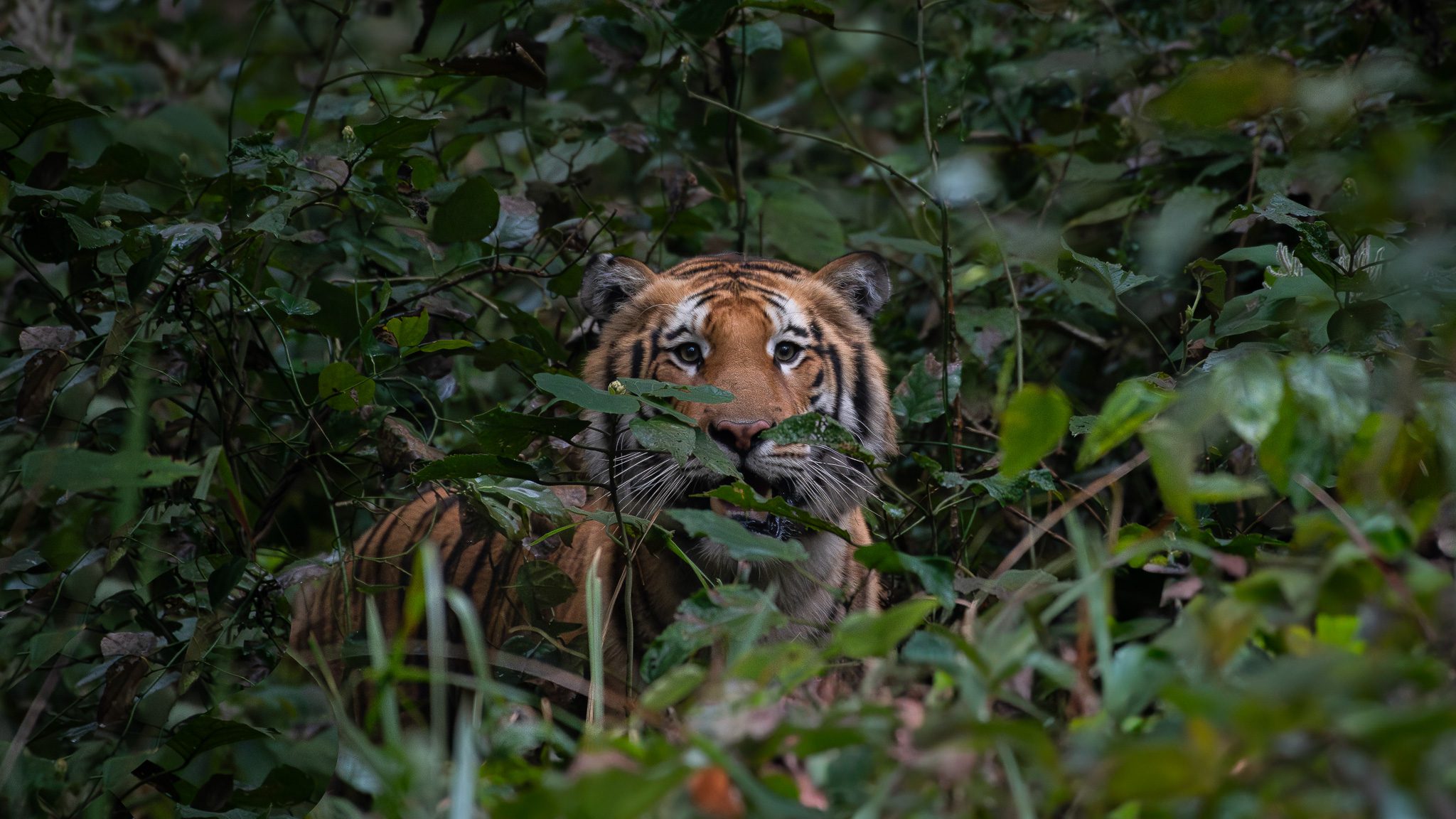 Tiger Closeup in Kanha Tiger Reserve