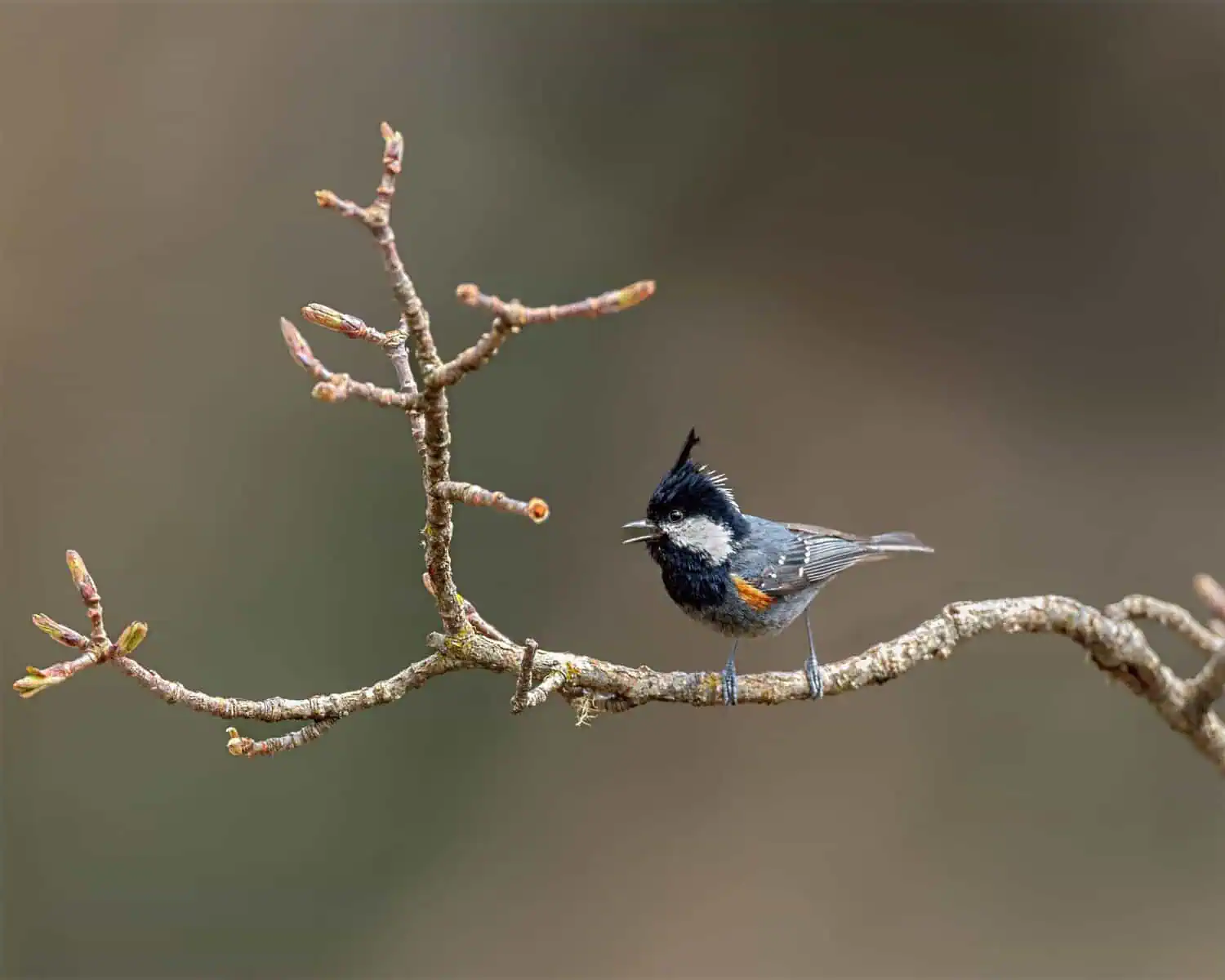 Kaladhungi to Munsiyari Birding Tour