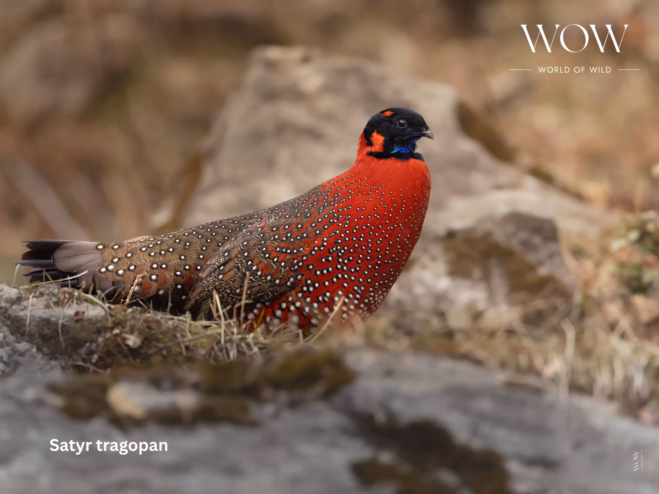 Satyr Tragopan in Munsiyari by World of Wild (WOW)