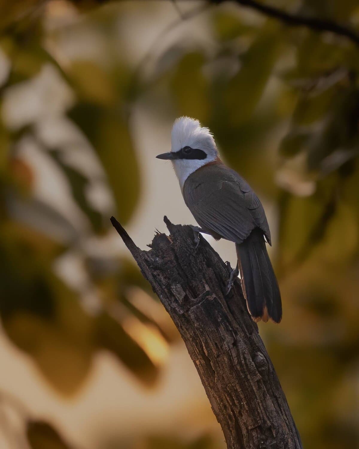White Crested Laughingthrush