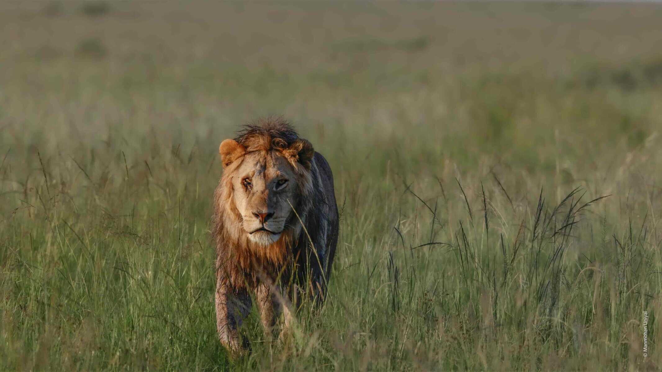 Male Lion in Masai Mara - WOW Safaris 2025