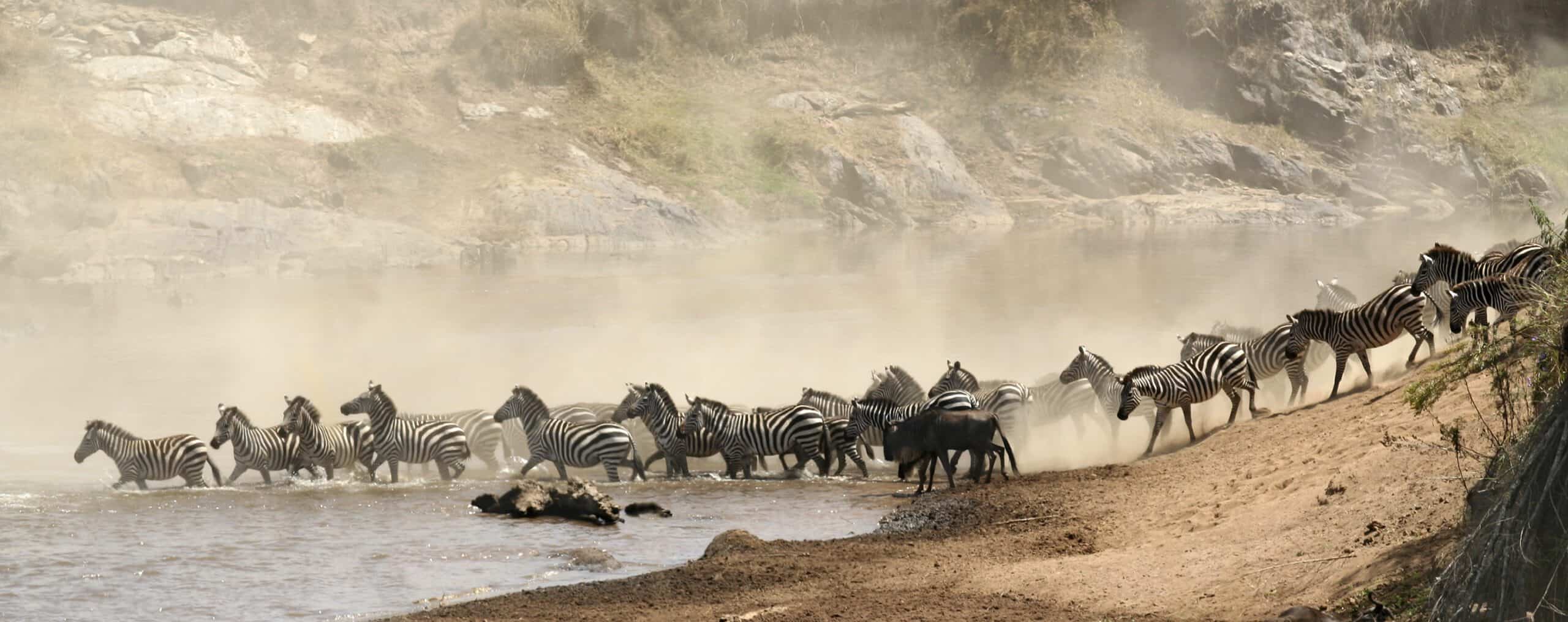 a herd of Wildbeast in a river in Keynya Tour