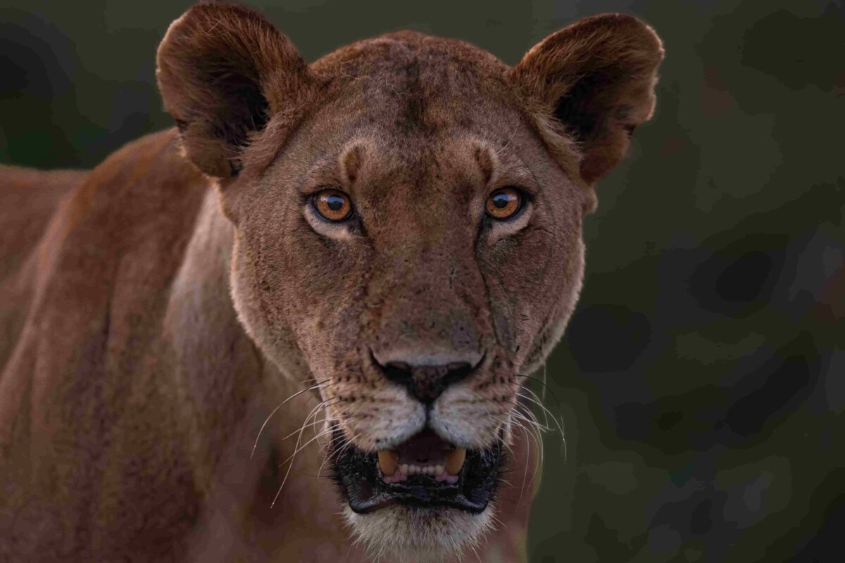 Lioness at Masai Mara during Masai Mara Trip Report May 2025