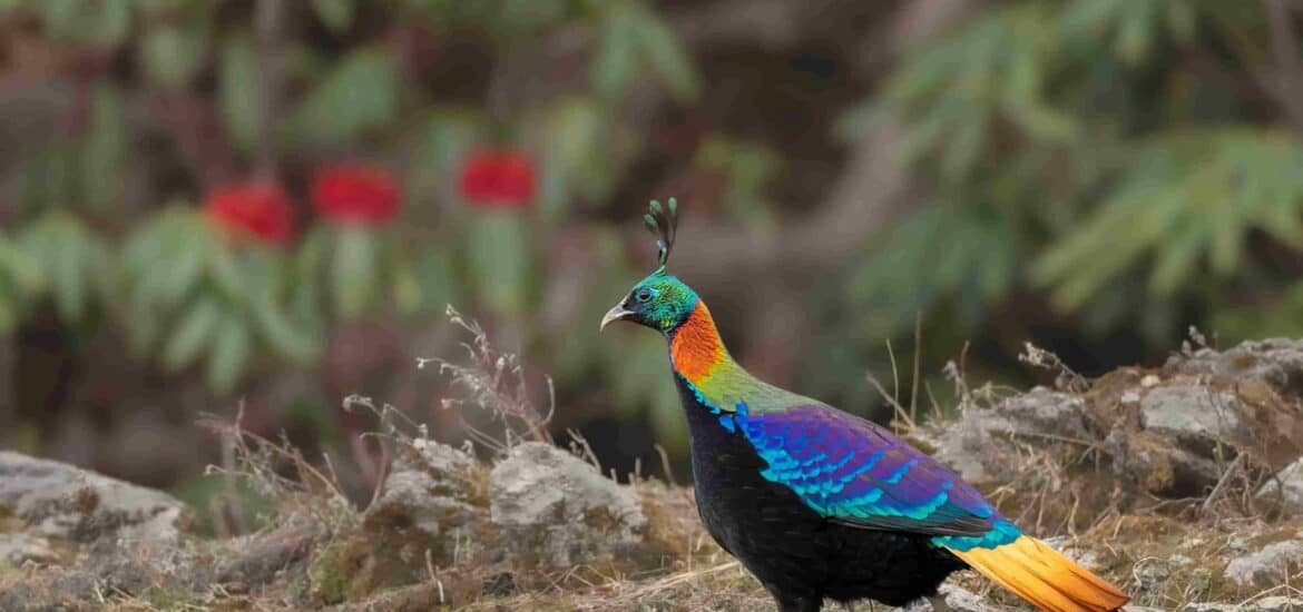 Himalayan Monal clicked in Munsiyari during WOW Tour.