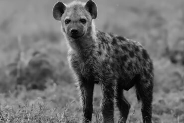 Hyena Cub -Head on Shot in Masai Mara by World of Wild (WOW)