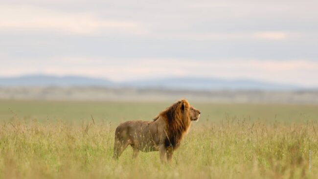 Lion in Masai Mara Tour by World of Wild (WOW)