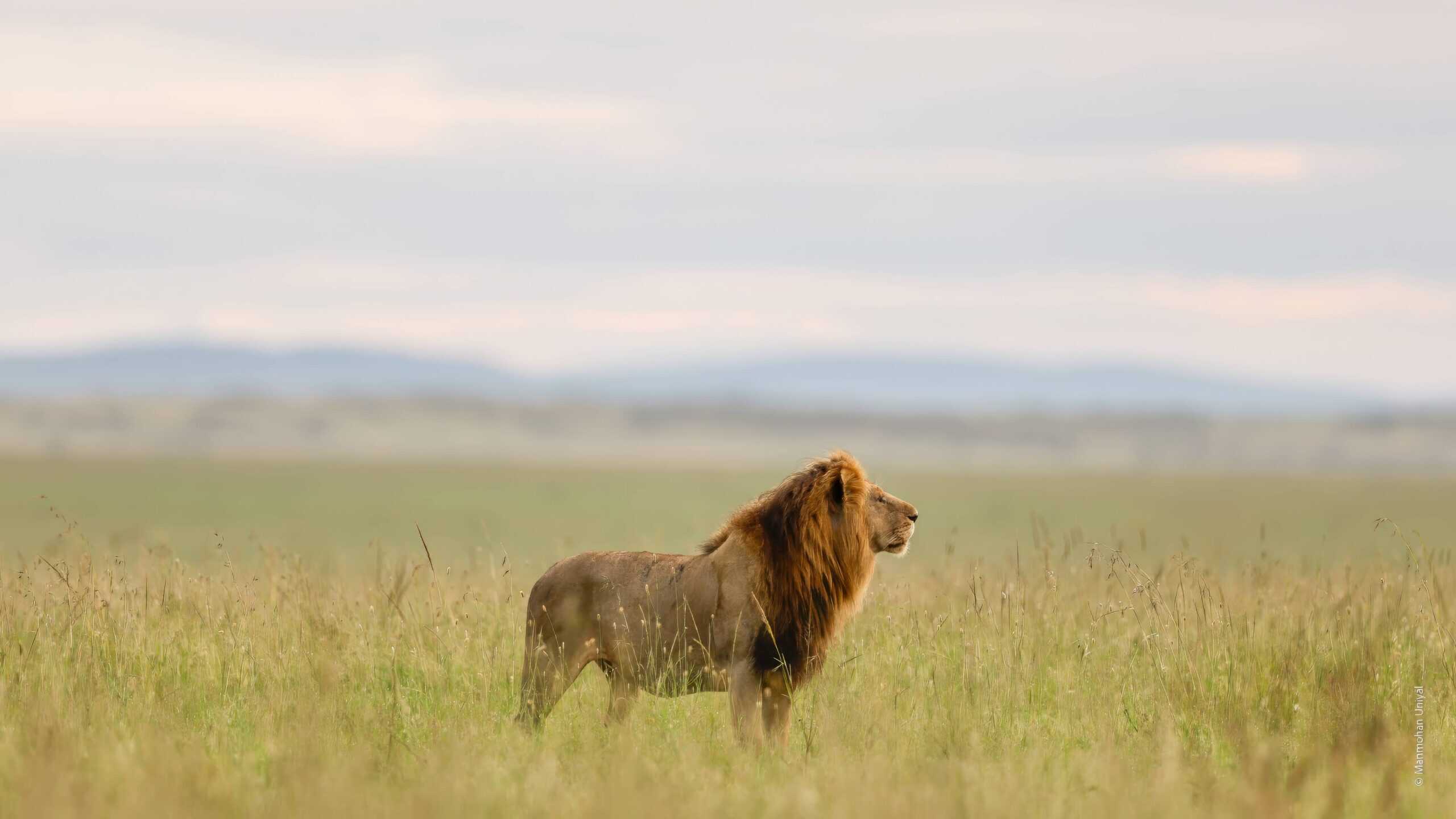 Lion in Masai Mara Tour by World of Wild (WOW)