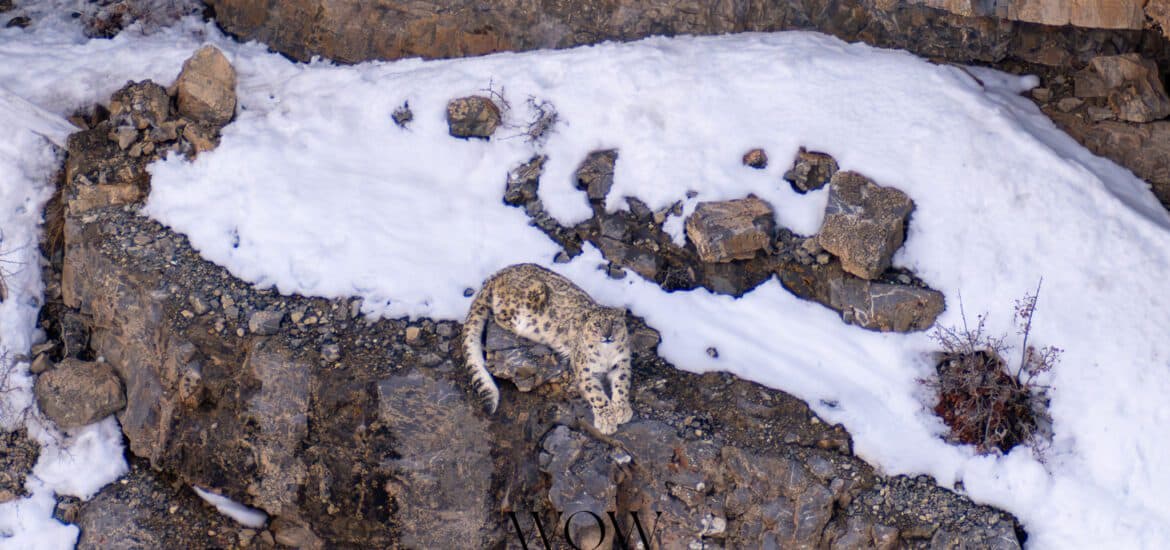 Snow leopard at Spiti- World of Wild (WOW)