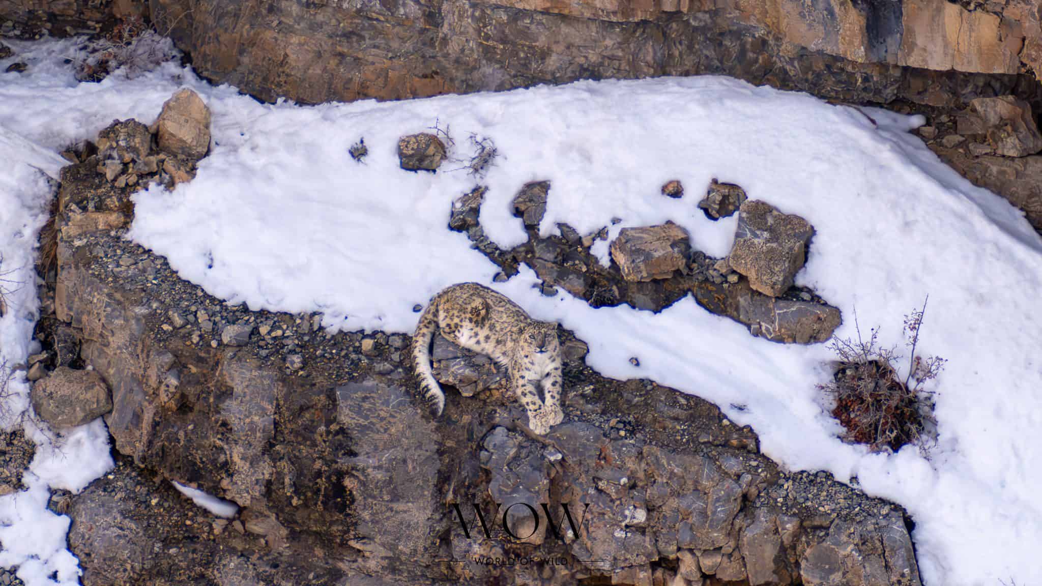 Snow leopard at Spiti- World of Wild (WOW)
