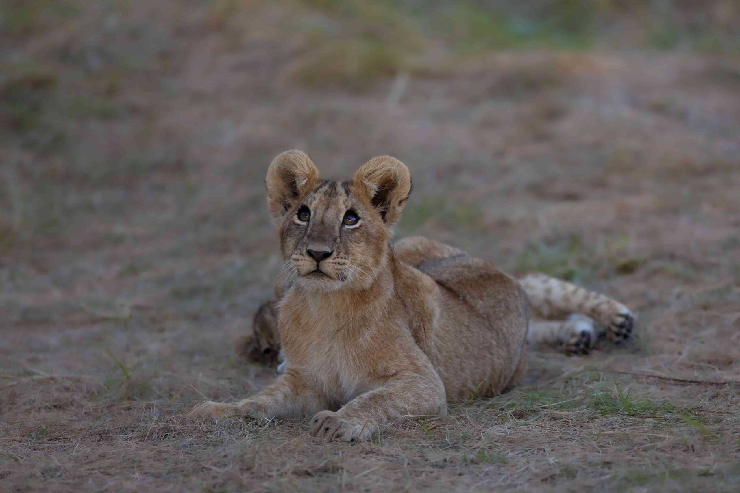 Lion Cub in Masai Mara by World of Wild (WOW)