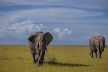 Kenya Wildlife Safari Tours by WOW (World of Wild)