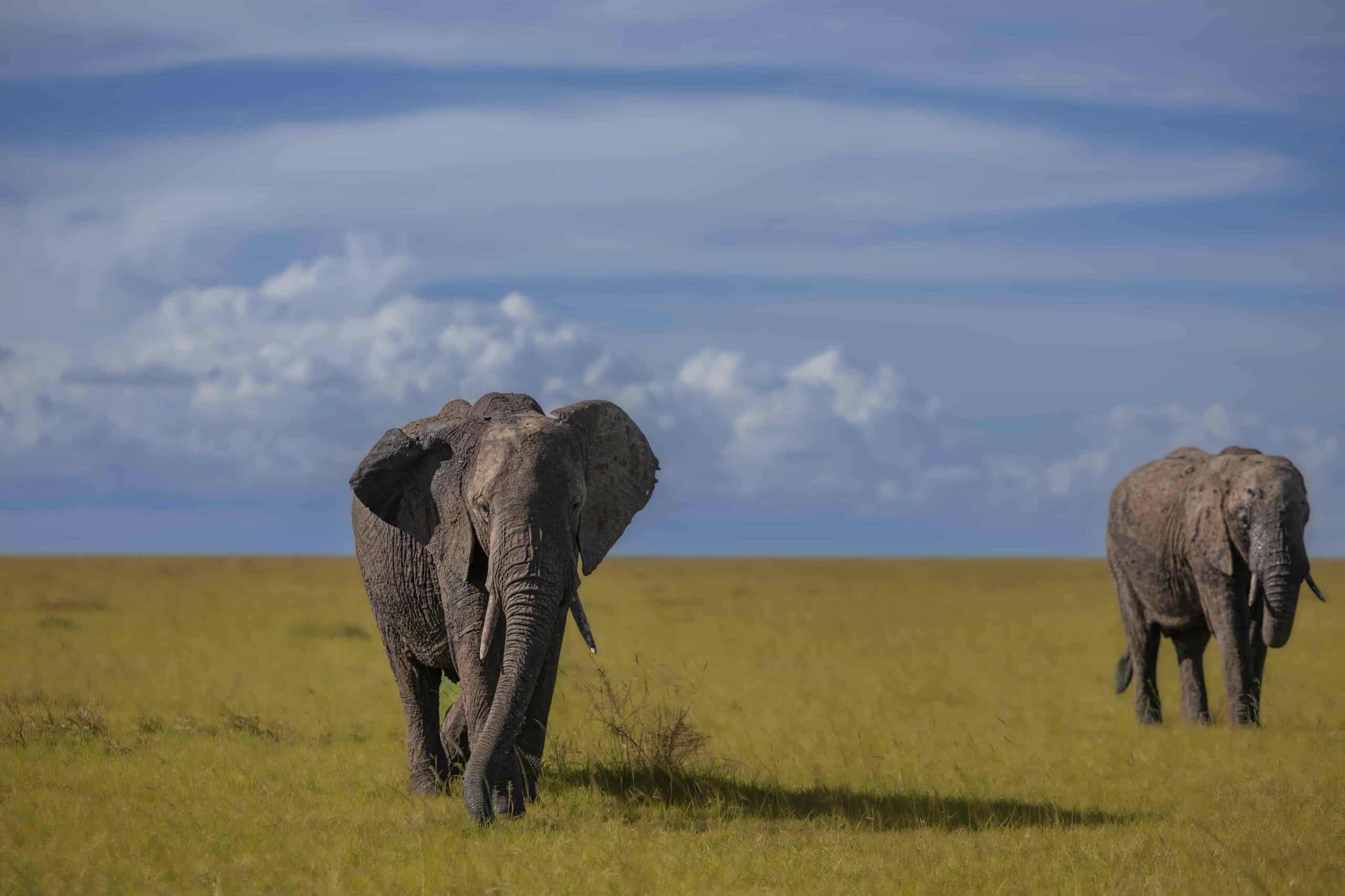 Kenya Wildlife Safari Tours by WOW (World of Wild)