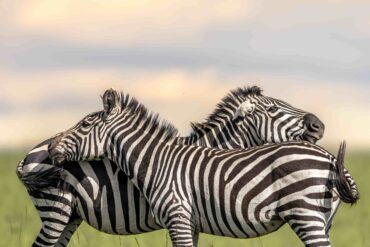 Zebras in Masai Mara featured in Masai Mara Trip Report – May 2025