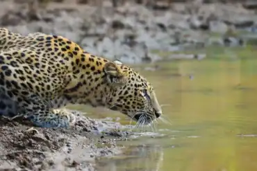 Bandhavgarh Leopard during Indian Wildlife and Culture Tour