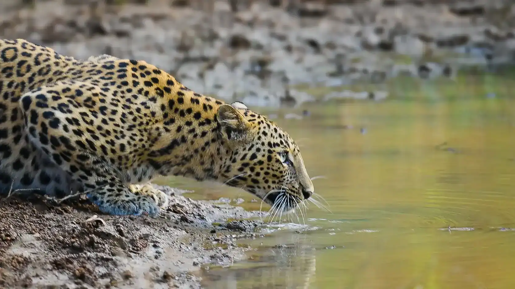 Bandhavgarh Leopard during Indian Wildlife and Culture Tour