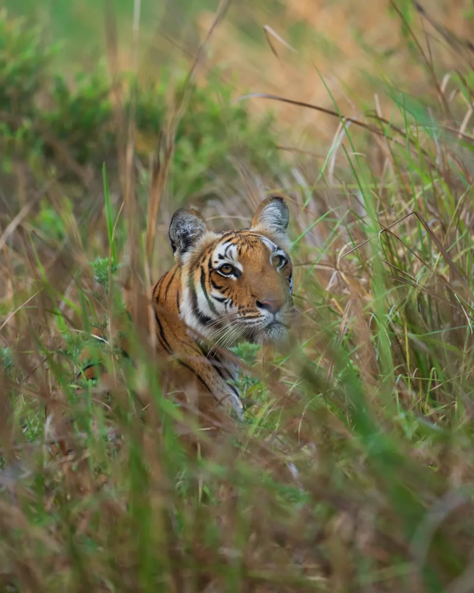 Jim Corbett Tiger Reserve by World of Wild WOW