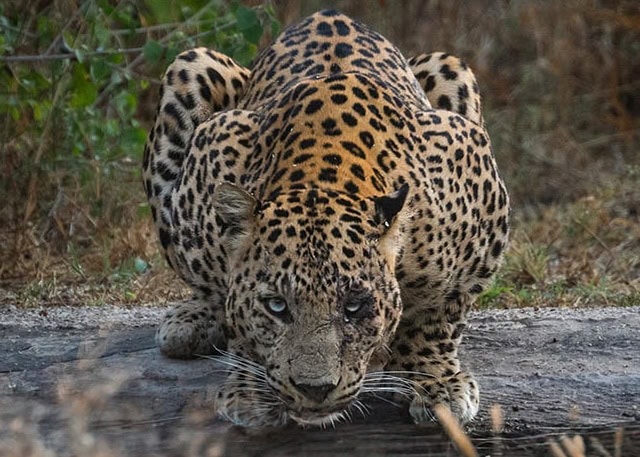 Leopard