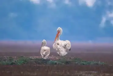 Bird Photography during india Wildlife and Culture Tour