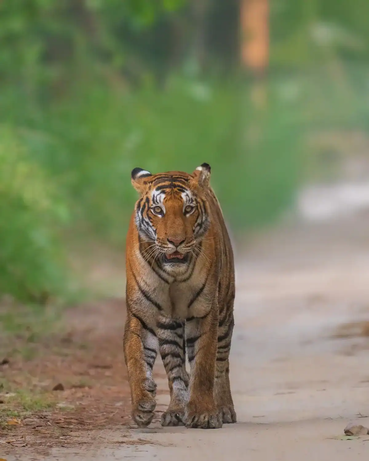 Indian Wildlife and Culture Tours by World of Wild