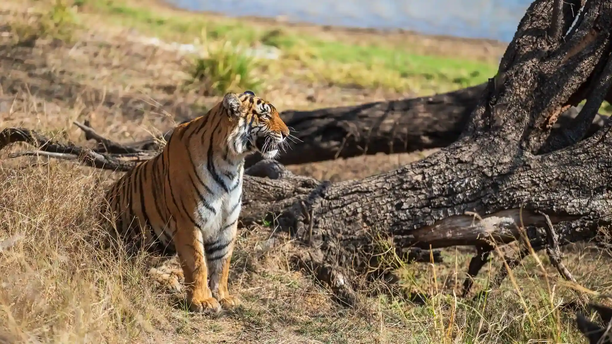 Tiger in Ranthambore National Park