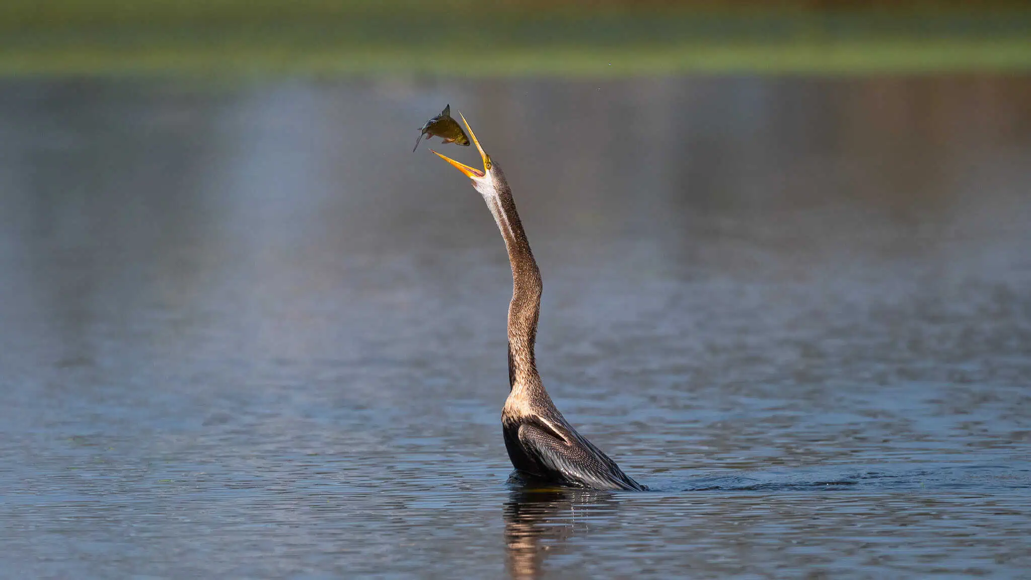 Darter fishing in Bharatpur Bird Sancturary by World of Wild