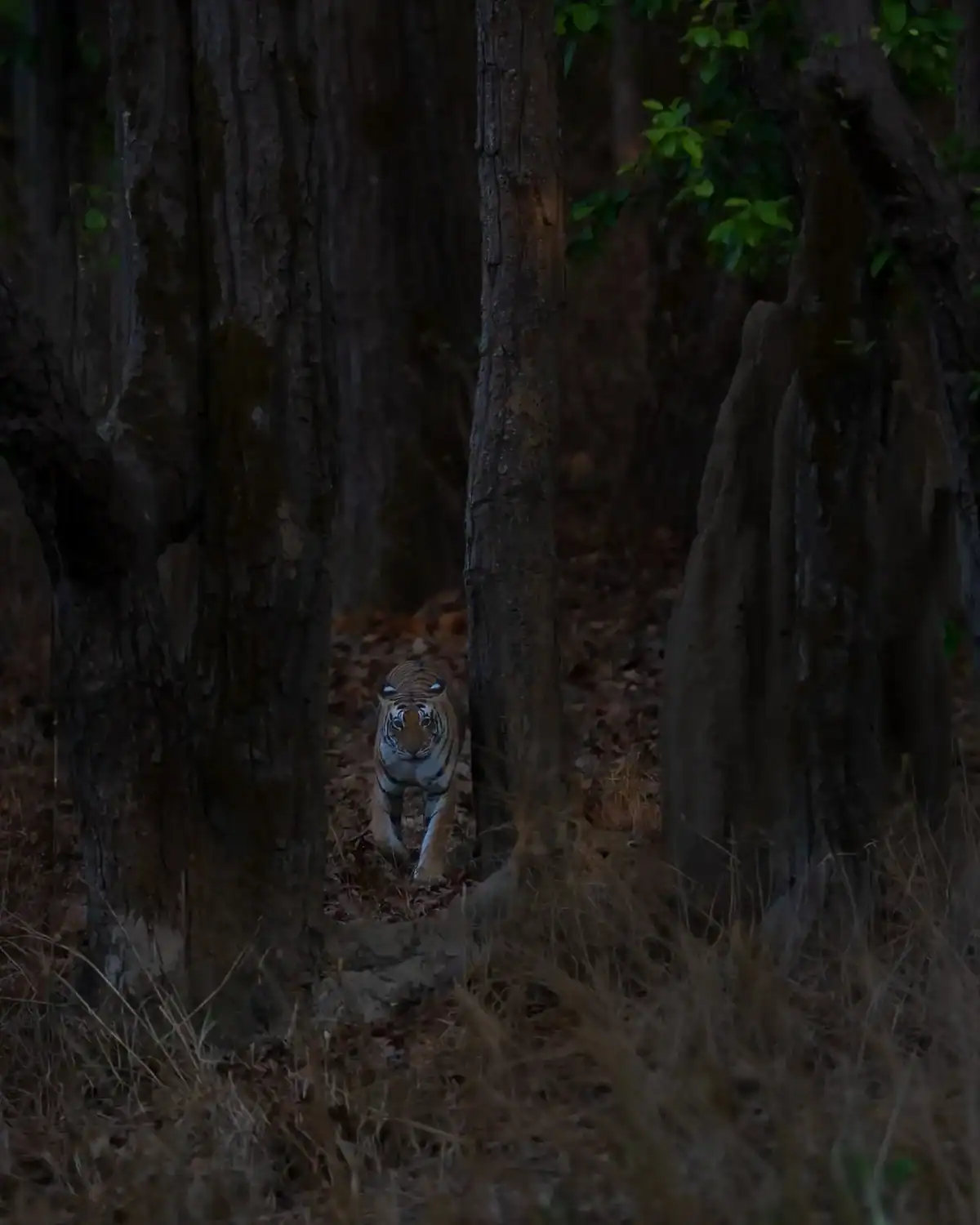 Tiger at Kanha Tiger Reserve