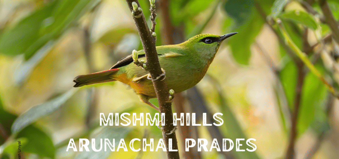 Mishmi Hills - Paradise for Birdwatching and Photography